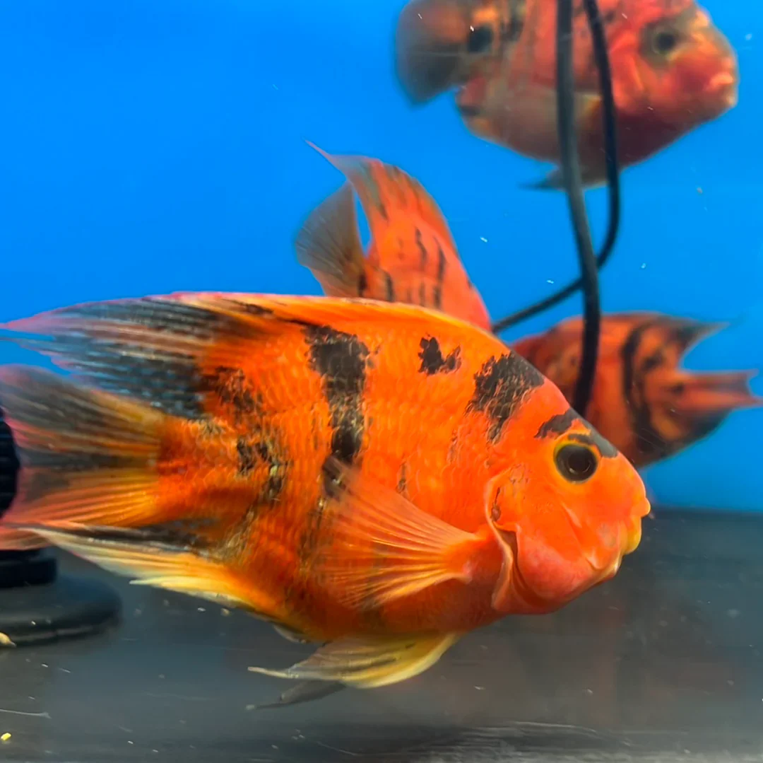 Red Black Marble Parrot